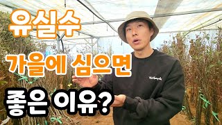 유실수 묘목 지금 심으면 진짜 좋은 이유?