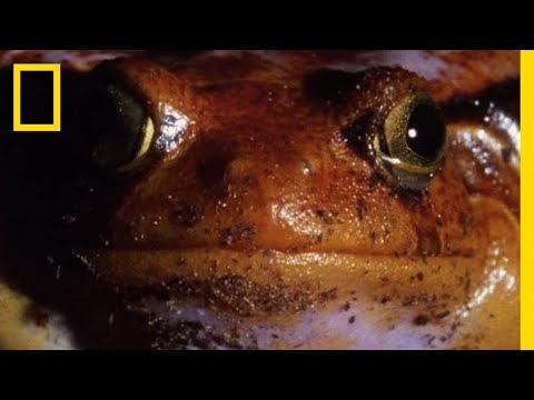 毒ガエル? 「犯罪現場: 蛇の心臓」ファクトチェック