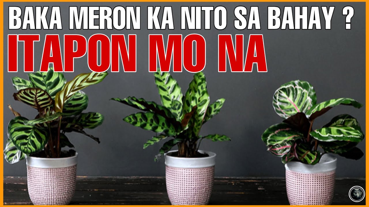 MGA HALAMAN SA BAHAY NA MAAARING MAGDALA NG LABIS NA KAMALASAN SA BUHAY | UNLUCKY PLANTS