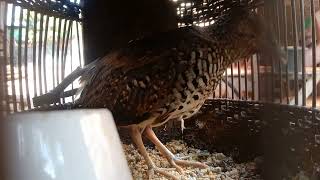 Download lagu suara anak puyuh hutan mp3