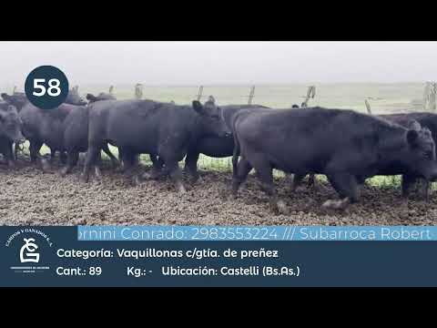 Lote VQ CGP - Castelli BsAs