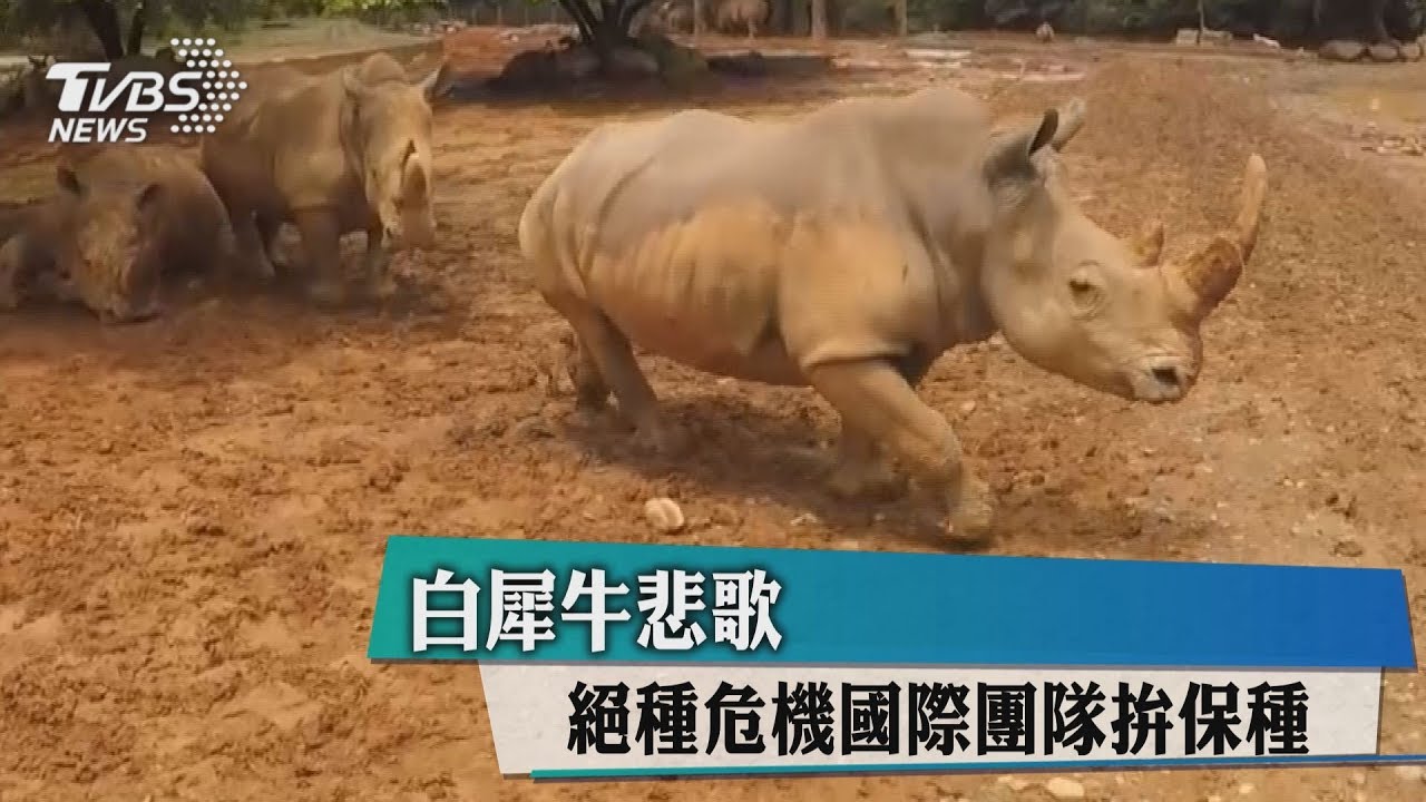 白犀牛悲歌 絕種危機國際團隊拚保種