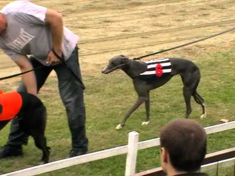 European Derby 3rd semifinal 492m MIX OR greyhound