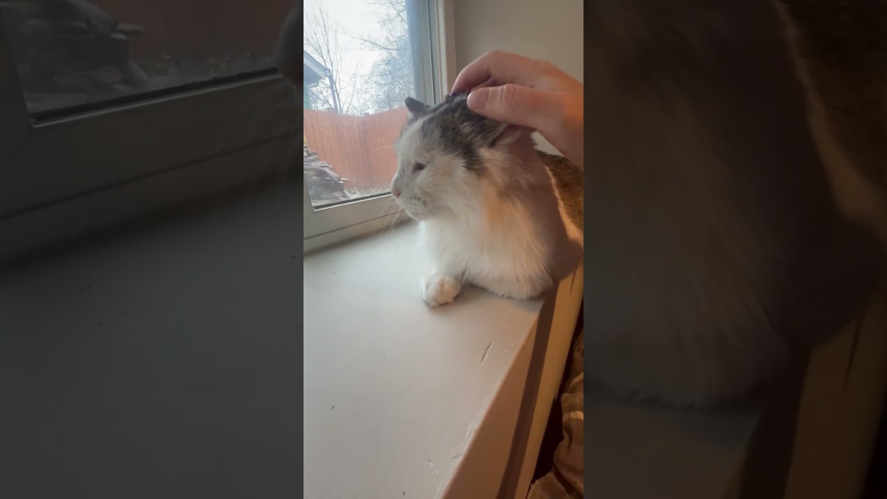 Enlarge Freddie, a ADOPTABLE mixed breed in Hyattsville, MD video 6/6