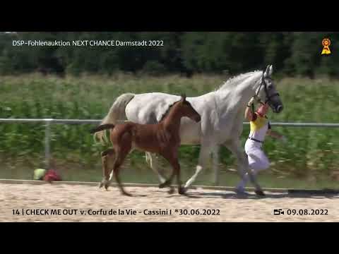 KN 14: Stutfohlen v. Corfu de la Vie / Cassini