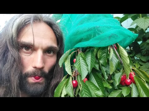 How to grow cherries