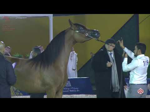N 119 AJ NAWARAH   Asharqia Arabian Horse Classic 2020   Fillies 3 Years Old Class 3B