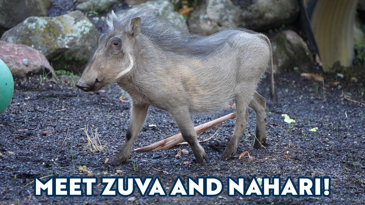 Meet Zuva and Nahari, 4-Month-Old Warthog Brothers