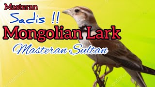 Download lagu MASTERAN SULTAN MONGOLIAN LARK | TEMBAKAN KASAR mp3 Download lagu MASTERAN SULTAN MONGOLIAN LARK | TEMBAKAN KASAR mp3