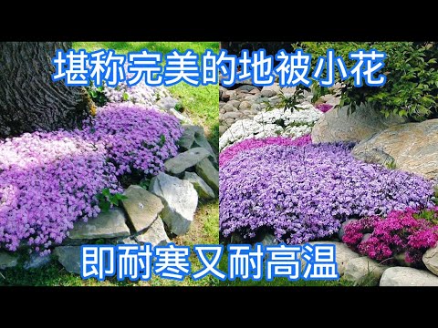 户外植物