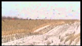 preview picture of video 'South Dakota Pheasant Hunting - Pheasant Hunting in South Dakota'