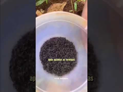 catching crickets with ants