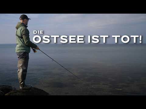 3 Würfe - 3 Forellen 😲  Wir angeln auf Meerforelle in Dänemark!