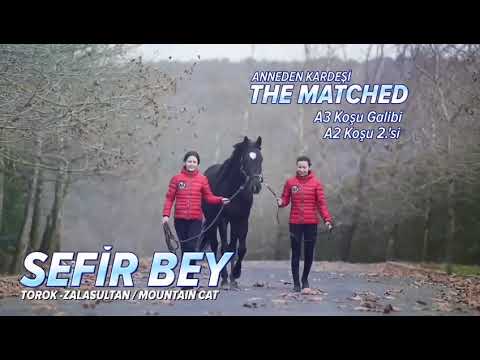 Sefir Bey by Torok Aygır Profili | Stallion Profile by PedigreeAll.com