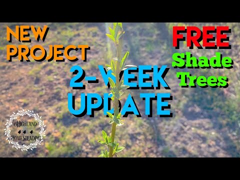 Free Shade Trees Project - 2 Week Update