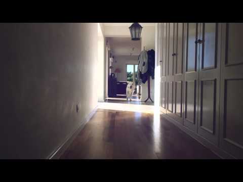 Skylar, The Golden Retriever.