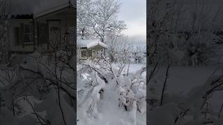 -20 degrees today at Senja, an island in the North of Norway🇳🇴🥶 #senja #norway #winter #snow