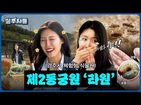 2026년 경주 왔으면 라원은 필수