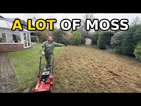 Scarifying this Mossy Lawn for the first time ever in its life. 