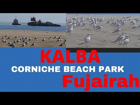Kalba Corniche Park Fujairah|Fujairah Beach|Life with nasir