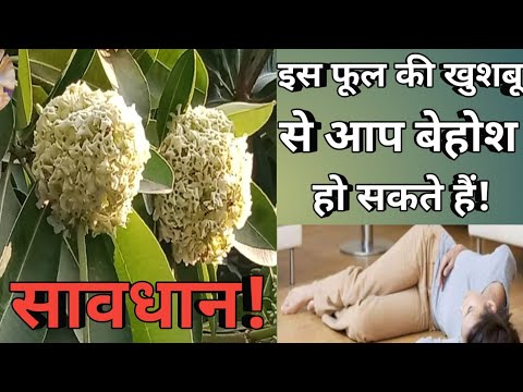 Behosh karne wale flowers |Strange flowers|khushboo wale paudhe|sented plant