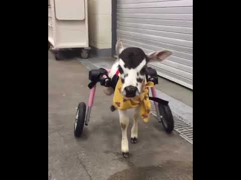 , title : 'Angel the Disabled Mini Zebu Cow Gets Wheels!'