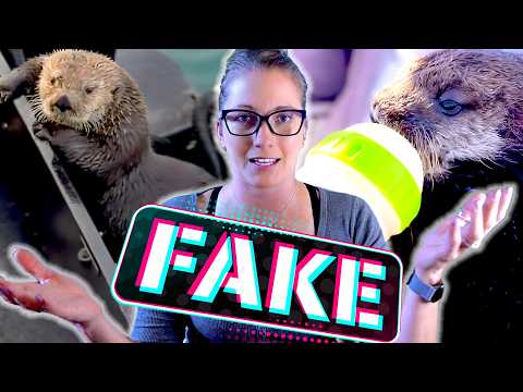 如何識別偽造的動物救援視頻 (How to Spot FAKE Animal Rescue Videos)