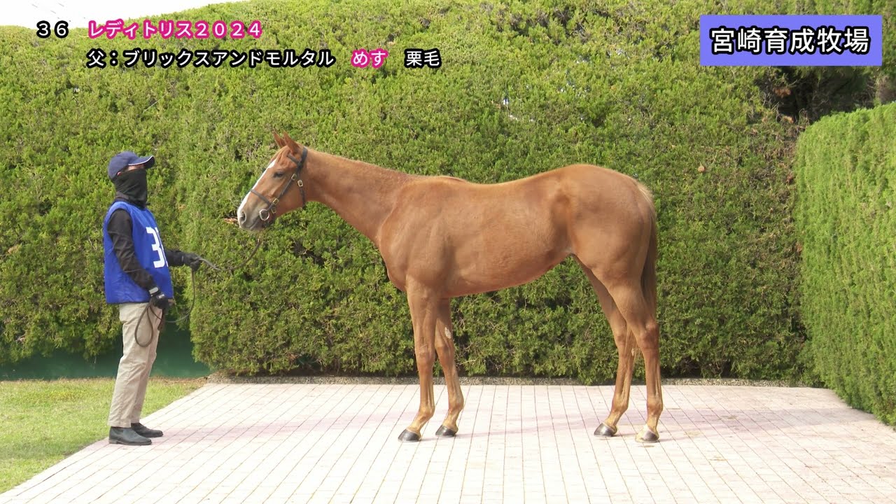 2026JRAブリーズアップセール #36 レディトリス2024 常歩動画（2026年3月12日撮影）