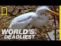 Piranhas Devour Chick World S Deadliest