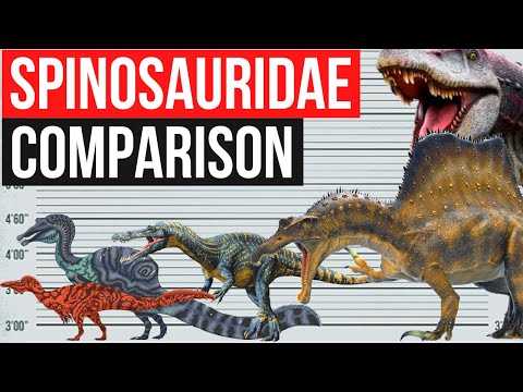 Spinosauridae Size Comparison | Spinosaurus, Suchomimus, Oxalaia, Baryonyx