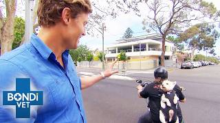 Motorcycling Terrier's Strange Lump Has Owner Fearing The Worst | Bondi Vet