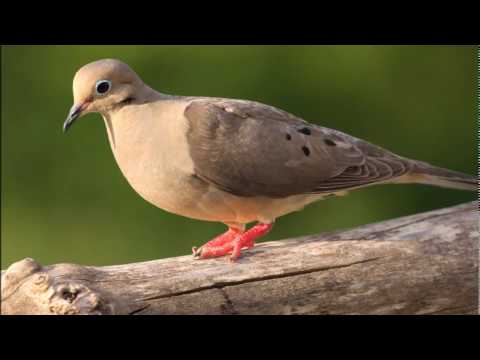 download lagu mp3 mp4 Dove Ringtone, download lagu Dove Ringtone gratis, unduh video klip Dove Ringtone