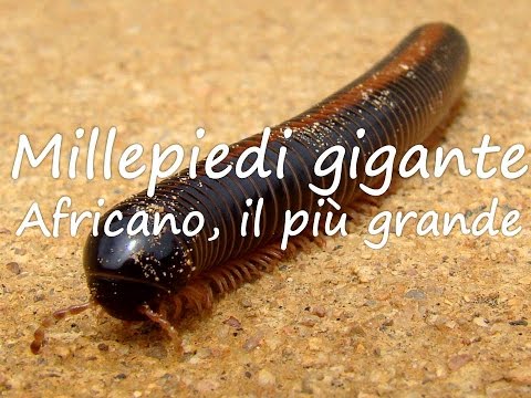 Trattamento di lyambliya propolis Consegnare la chilocaloria su uova un verme in Tula