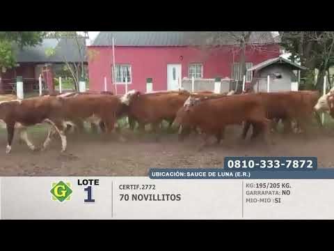 Lote Novillito en Sauce de Luna (E.Rios)