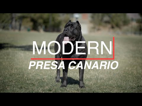 THE MODERN PRESA CANARIO