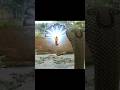Laxman Saves Urmila From Snake Laxman Shorts Thaanyashorts
