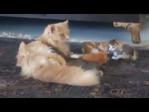 cat gives birth 5 cute kittens | she loves💕 ❤️ 💖 kittens 😸 too much