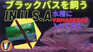 ブラックバスを飼う IN U.S.A YAMASENKO恐るべし