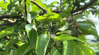 A huge farm of different kinds of apple trees, vegetables such as strawberry, pumpkin, and etc.