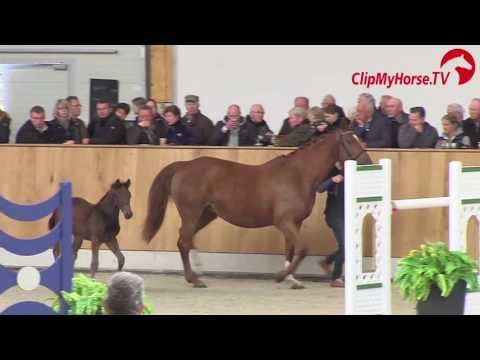 Hf v Monte Bellini Couleur Rubin Hengstschau 2017