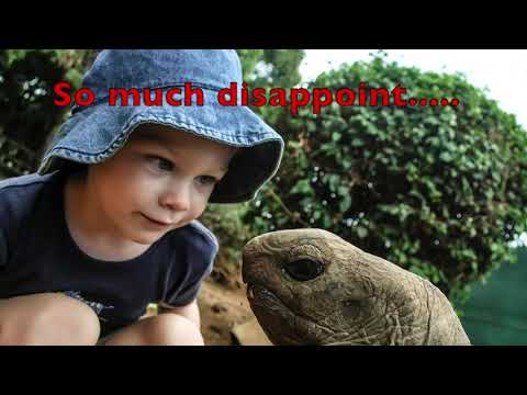 Tortoise Skeletal Anatomy Review