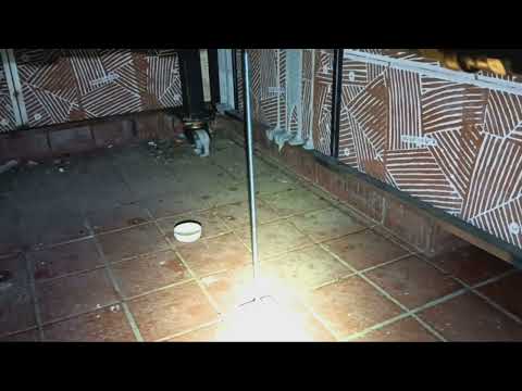 Cockroaches Roaming Across the Office in Far Hills, NJ