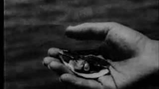 La Venus de Nácar de Efraín Gómez 1932