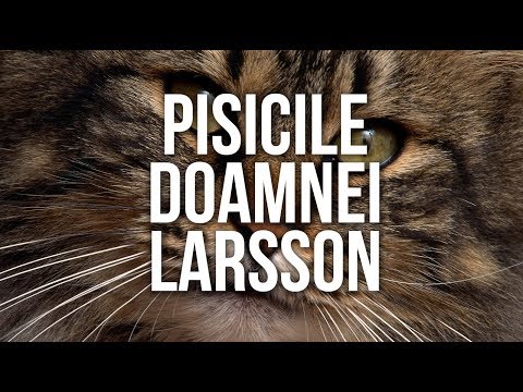 Pisicile Doamnei Larsson