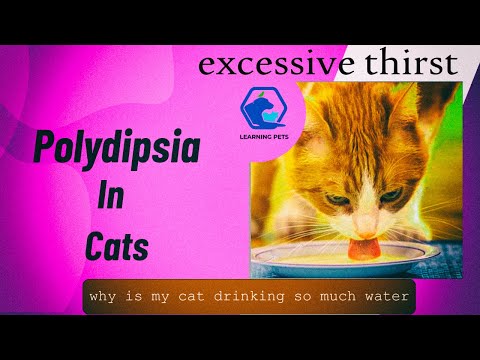 Polydipsia  In Cats - Do Diabetes Mellitus & Chronic Kidney Disease Cause Polydipsia In Cats