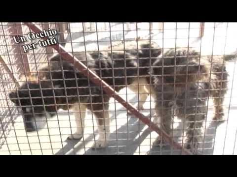 ONDA TG 03.07.2014 - PASSEGGIATA 6 ZAMPE