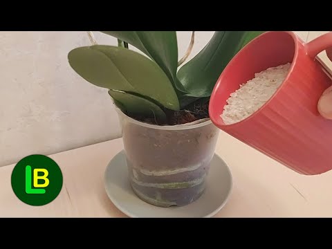 Ovim zalijte i ostvarite rekordne prinose. I sobne biljke rastu kao lude