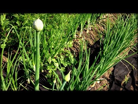 , title : 'What to do about Flowering Onions & Asparagus Harvesting