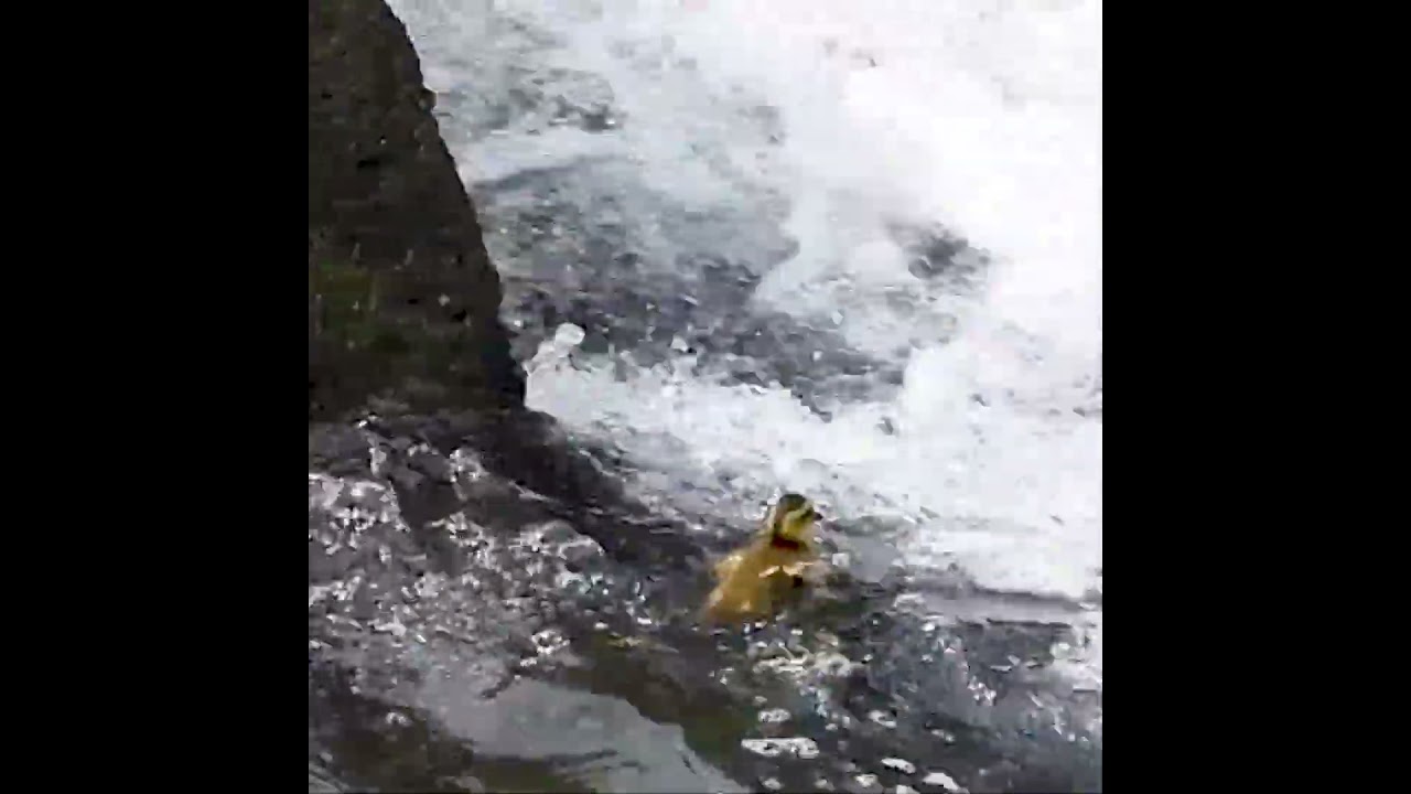 なぜ上る!?急流に突っ込むヒナの結末💦