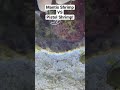 MANTIS SHRIMP vs PISTOL SHRIMP!
